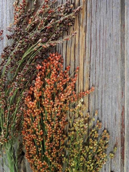 SORGHUM GRASS   GREENS